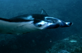 Bali 2016 - Oceanic Manta Ray - Raie Manta Oceanique - Manta Birostris - IMG_6044_rc